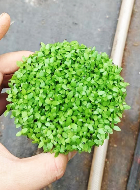 火龙果幼苗小苗手绿色小叶子童真童趣装饰植物护盆草易养护高颜值