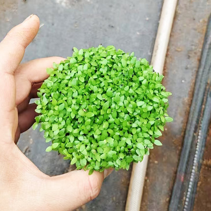 火龙果幼苗小苗手绿色小叶子童真童趣装饰植物护盆草易养护高颜值