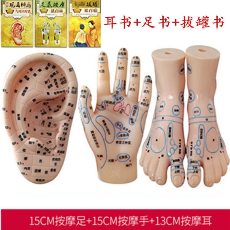 经络耳穴保健高清晰手脚手足耳朵穴位模型卫校全中文耳廓器官男女