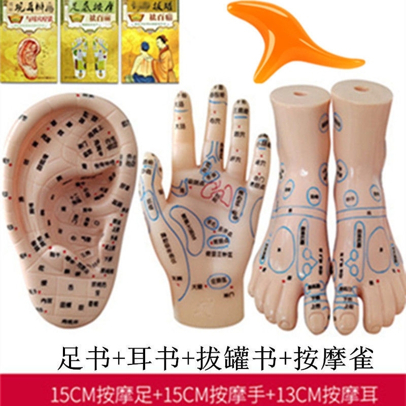 脚底经络耳穴按摩手足耳朵穴位模型养生针灸器官贴耳