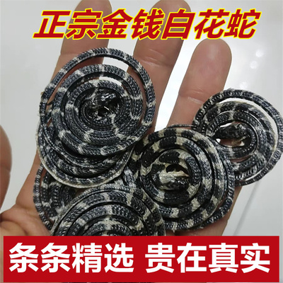 金钱白花蛇中药材白花蛇银环蛇