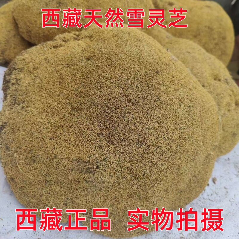 西藏雪灵芝中药材干货500克纯天然晒干泡茶正宗新货高海拔原生态