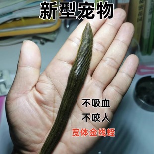 新型宠物不吸血不咬人宽体金线蛭水蛭蚂蟥活体水蛭鲜活蚂蟥水蛭活