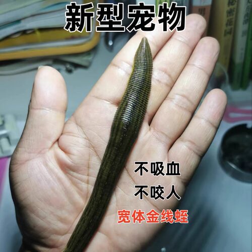 新型宠物不吸血不咬人宽体金线蛭水蛭蚂蟥活体水蛭鲜活蚂蟥水蛭活