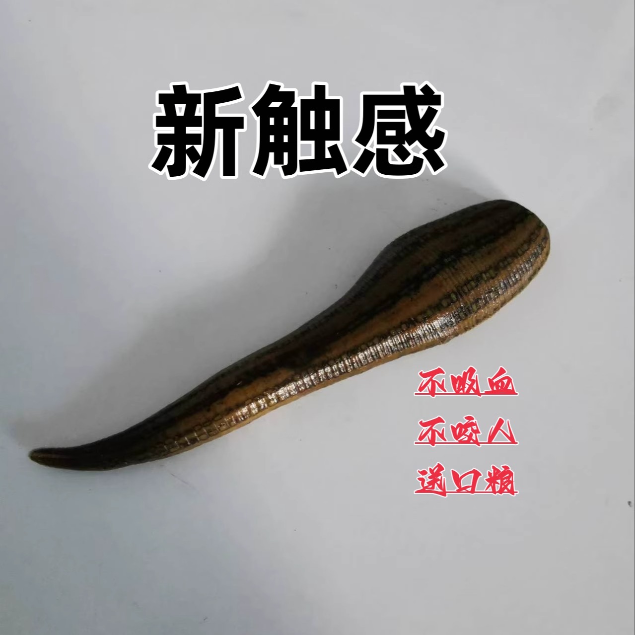 野生宽体金线蛭水蛭蚂蟥活体水蛭鲜活蚂蟥水蛭活医用水族宠物活的