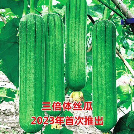 鼎牌硬果太美三倍体高端肉丝瓜种子高产精品抗逆籽种早熟耐寒中棒