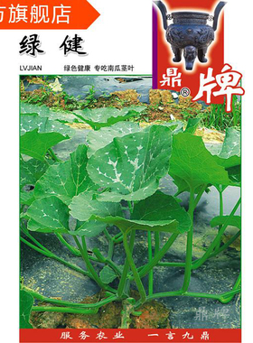 鼎牌绿健专吃南瓜茎叶特色蔬菜种子绿色健康口感微甜无病虫害高产
