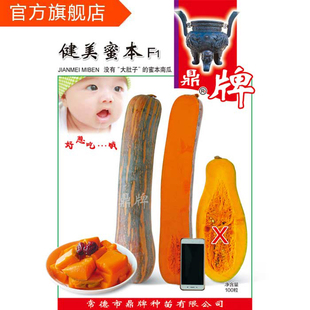 鼎牌健美蜜本南瓜种子 粉糯香甜 长棒形南瓜 蔬菜种籽 高产早熟