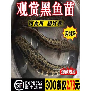 黑鱼苗淡水养殖食用乌鳢生鱼财鱼苗冷水观赏鱼乌鱼苗草鱼花鲢鱼苗