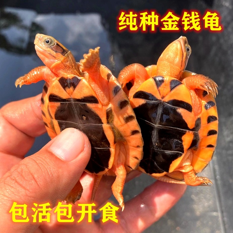 纯正石金钱龟招财宠物龟小乌龟活物小青龟苗黄金龟苗纯正海南三线