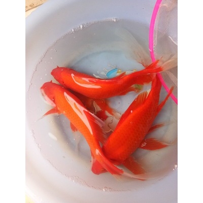 锦鲤活鱼活体招财观赏红草龙鱼饲料鱼草金锦鲫好养闯缸小金鱼耐活