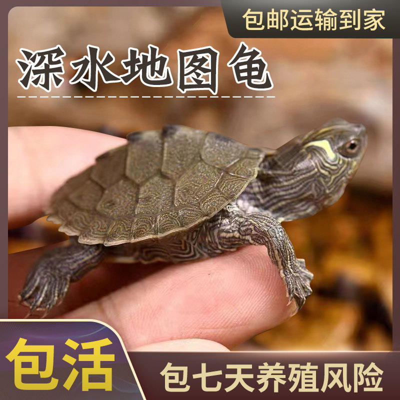 深水龟密西西比地图苗小乌龟活物鱼缸混养观赏宠物龟活体黑瘤地图图片