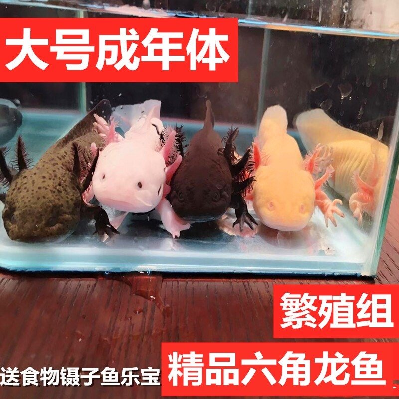 蝾螈六角恐龙鱼观赏鱼活体小火龙鱼
