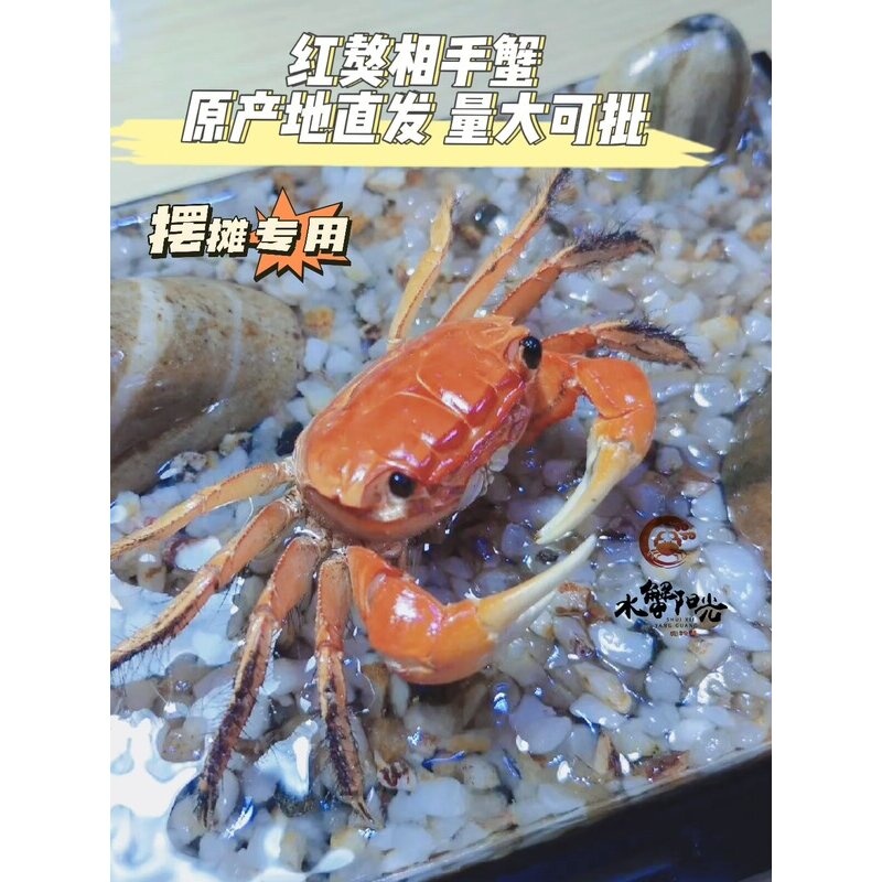 相手蟹观赏蟹活体桌面爬宠淡水螃蟹学生礼物水族易养一生一世同款