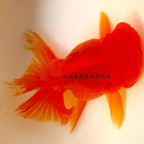 金鱼活体精品鹤顶红狮子头黑龙睛观赏鱼淡水冷水鱼好养宠物鱼