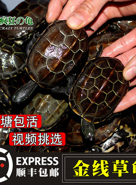 疯狂的龟 纯冷水外塘苏北金线草龟活物小乌龟活体黑金草黑腹墨龟