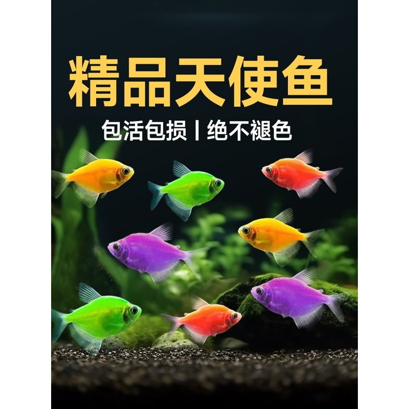 天使鱼精品观赏鱼小型热带鱼淡水鱼七彩斑马鱼孔雀鱼好养耐活鱼苗