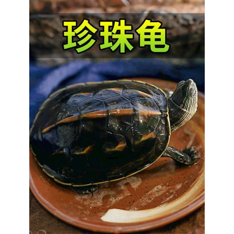纯正珍珠龟中华花龟小乌龟活物六线草龟花龟苗活体宠物水龟观赏龟