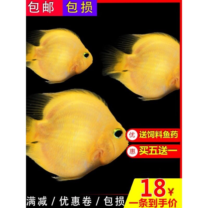 热带观赏鱼黄金鹦鹉活鱼血红元宝梅花财神鱼招财鱼地图银龙风水鱼