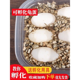 乌龟蛋可孵化受精蛋学生便宜送孵化器孵化盒草龟小乌龟蛋鳄乌龟蛋