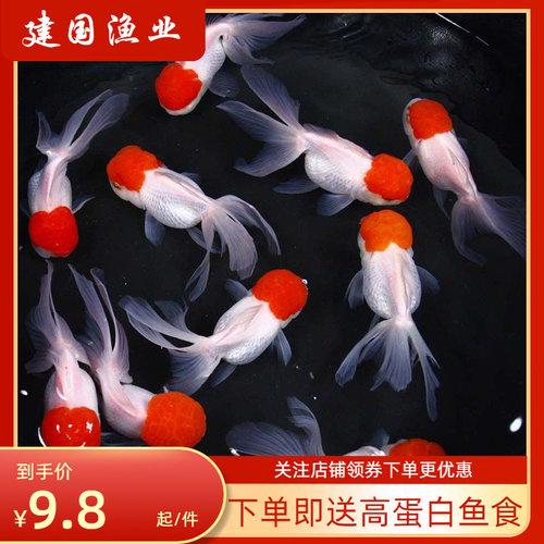 鹤顶红金鱼丹顶红金鱼冷水鱼狮子头金鱼观赏鱼淡水好养招财鱼包邮