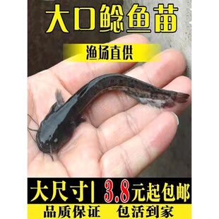 南方大口鲶鱼苗淡水养殖食用活体河鲶土鲶鱼二须鲶肉食塘鲺鲶鱼苗