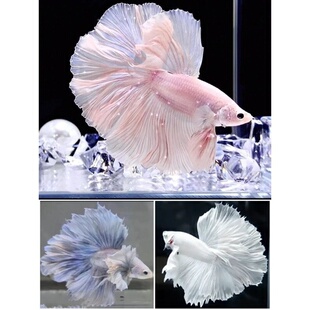 泰国斗鱼观赏鱼热带鱼活体小型淡水好养半月狮子王马尾将军宠物鱼