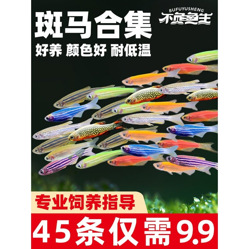 荧光青苹果糖果斑马鱼孔雀天使红绿灯鱼热带观赏鱼冷水鱼活体鱼苗