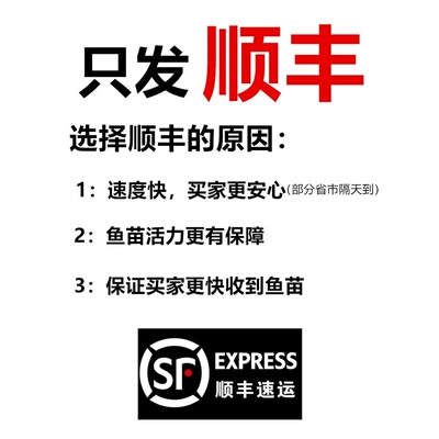 南方两须大口鲶鱼苗耐低温淡水养殖冷水肉食土鲶河鲶塘鲺鱼苗包邮