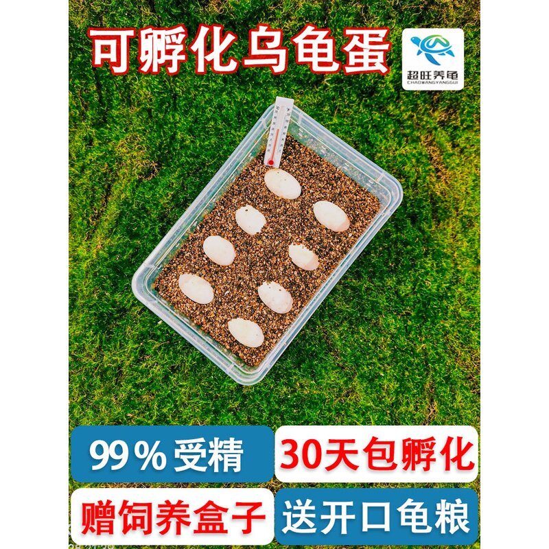 乌龟蛋可孵化套装小宠物箱孵化器宝宝活物中华草龟蛋受精蛋孵化盒