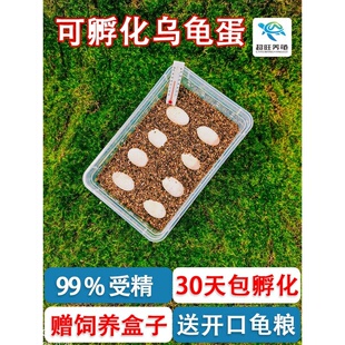 乌龟蛋可孵化套装小宠物箱孵化器宝宝活物中华草龟蛋受精蛋孵化盒