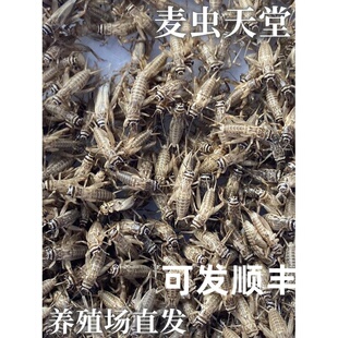 白蟋蟀蛐蛐针头油葫芦活体爬虫蜘蛛守宫树蛙蚂蚁食物鸟龙鱼饲料