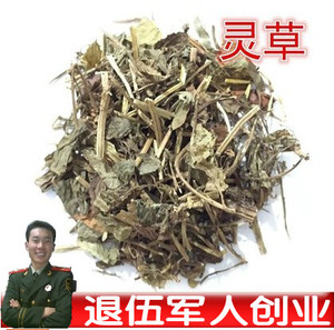 零陵草500克包邮 灵草 香草 灵香草   川菜卤料火锅底料调料香料