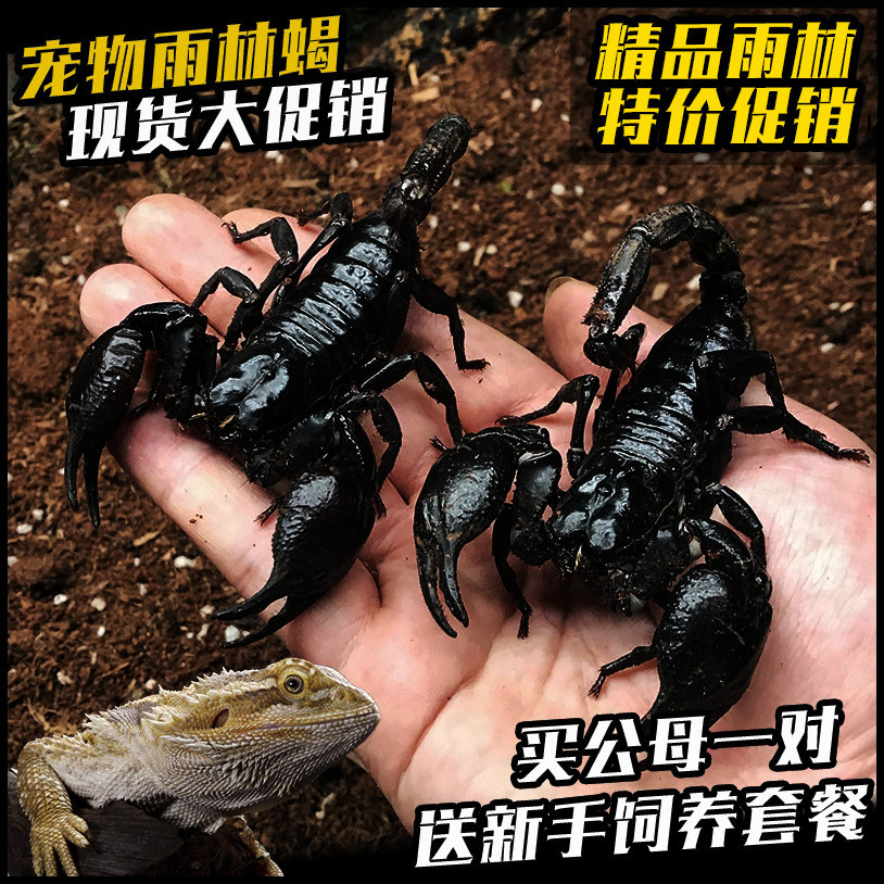 宠物大型雨林蝎巨型宠物观赏蝎子活体大黑蝎子温顺可上手爬虫活体