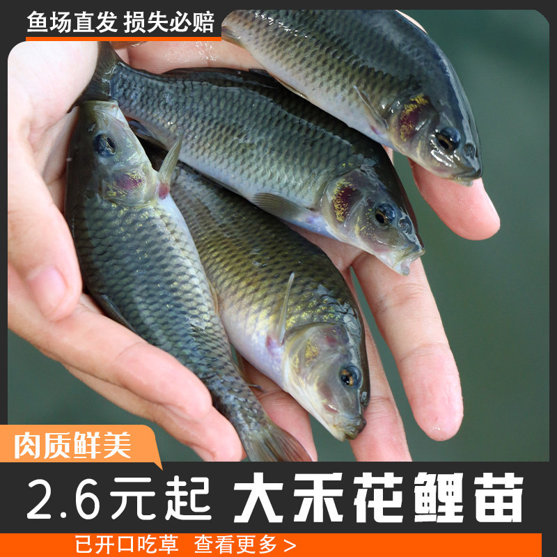 鱼苗淡水稻花鱼苗养殖禾花鲤食用草鱼鲤鱼冷水鱼苗大全喂乌龟鱼苗图片
