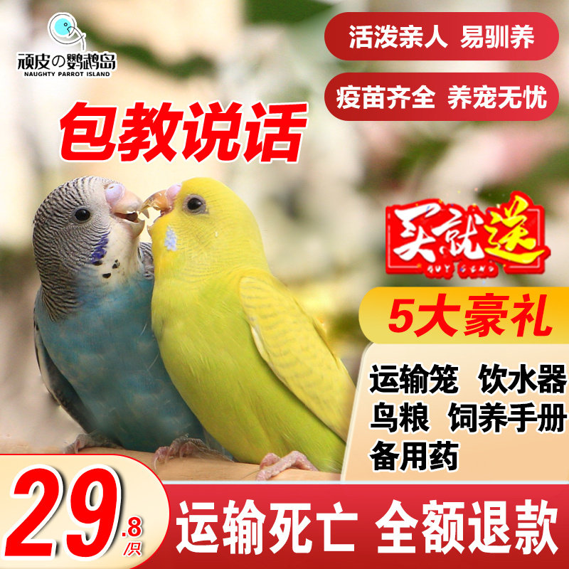 虎皮鹦鹉活鸟中小型会说话的宠物鸟活物手养玄凤幼鸟云斑鹦鹉活鸟