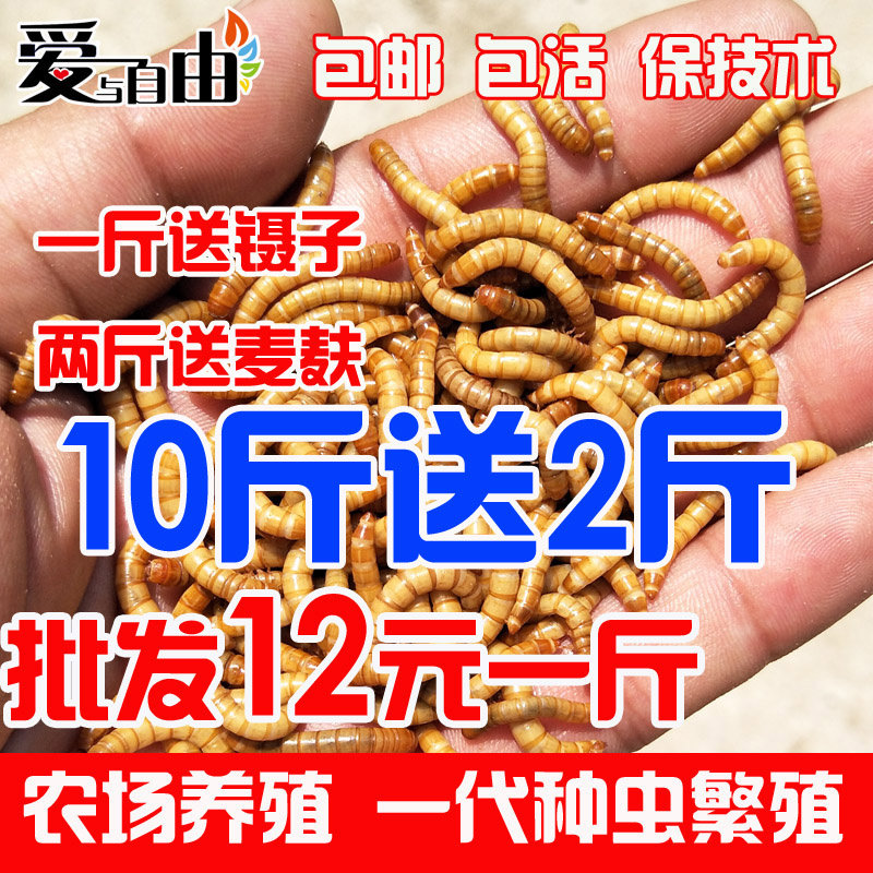 黄粉虫活体鲜活虫面包虫种虫500g宠物饲料龙鱼血鹦鹉仓鼠饲料鸟食