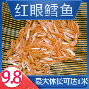 红眼鳕鱼鱼苗可观赏鱼广温性淡水鱼苗鱼塘养殖可食用鱼草鱼习性