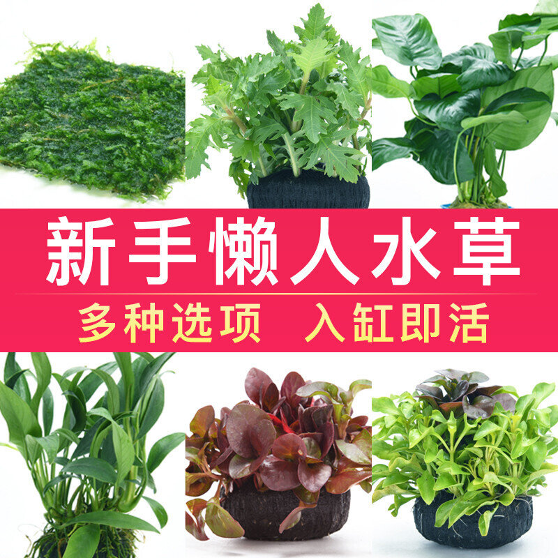 鱼缸水草活体造景套餐植物真草趴地矮珍珠活懒人水榕阴性淡水莫斯