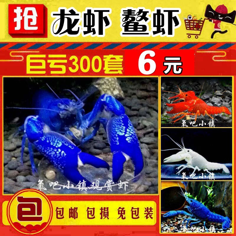观赏虾鳌虾活体宠物小龙虾天空蓝魔虾淡水冷水龙纹虾螯虾水族大型