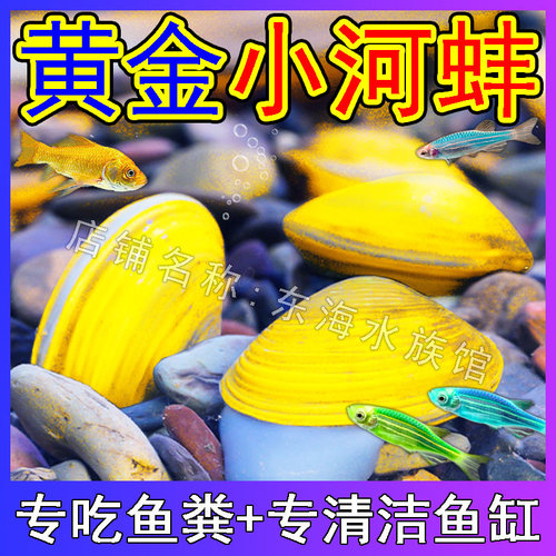 黄金小河蚌净水河蚬活体清理鱼缸净化水质淡水观赏螺专吃鱼屎粪便
