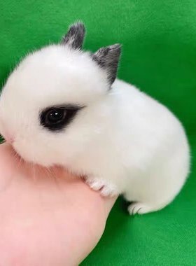 宠物兔子活体活物小型家养温顺垂耳兔迷你猫猫兔不咬人茶杯儿童养