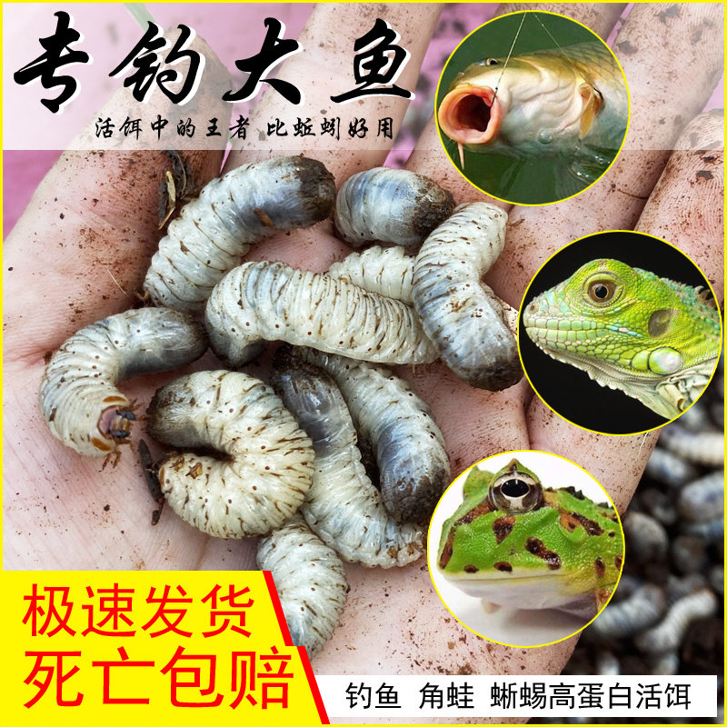 蛴螬活虫野钓黑坑海钓活体鱼饵老母虫大白虫白星花金龟幼虫地狗子