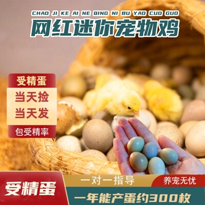 宠物鸡可孵化受精种蛋迷你网红小鸡蛋纯白礼服瓦灰德系变异受精卵