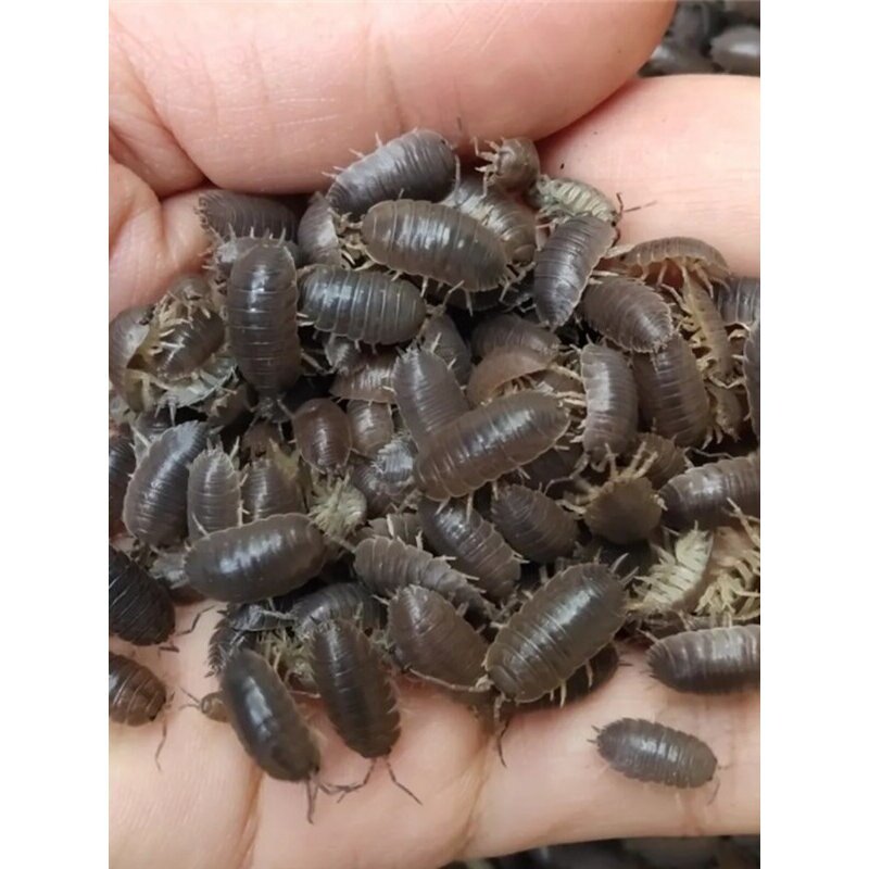 中通包邮现抓鼠妇虫潮虫西瓜虫鼠球活体昆虫小朋友学生饲养爬虫宠
