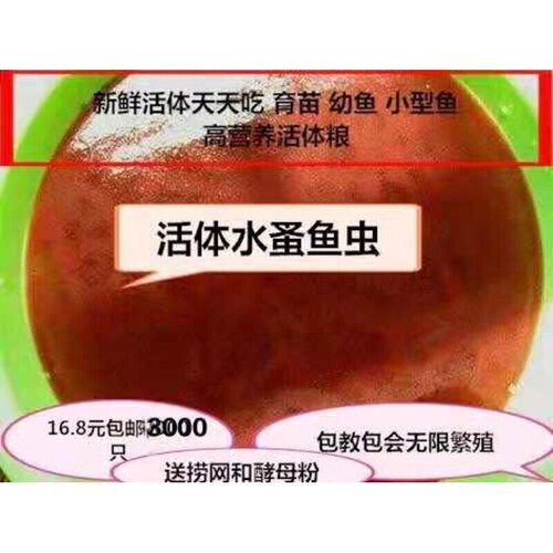 水蚤活体 蹦蹦虫淡水活鱼虫可繁殖 鱼苗幼鱼开口营养料包邮 教养