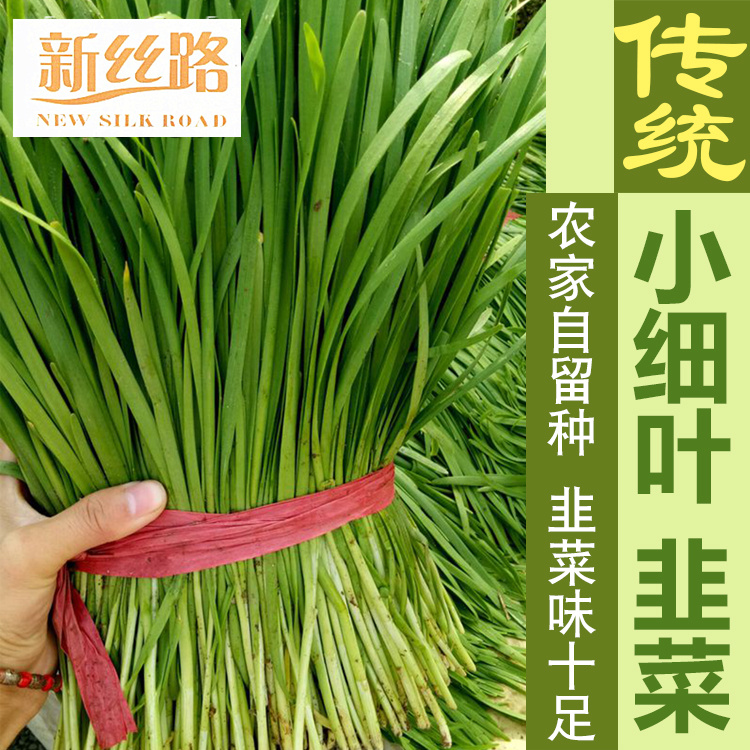 紫根细叶韭菜种子农家蔬菜韭菜根苗菜种大全盆栽韭菜种籽四季种孑