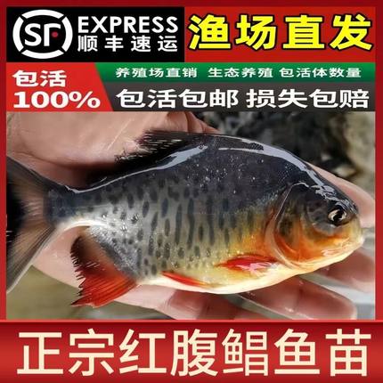 鲳鱼苗红腹白鲳鱼淡水养殖食用仓鱼苗肉食凶猛活体昌鱼好养观赏鱼