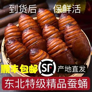 蚕蛹新鲜二黄蚕蛹子东北特产烧烤食材黑茧蛹子高蛋白活体柞蝉蛹