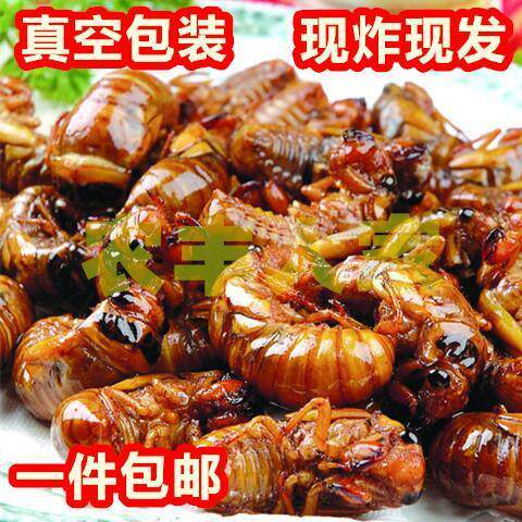 【100只200只装】新鲜熟金蝉油炸知了猴蝉蛹唐僧肉爬蚱即食果园